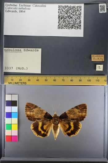 Media type: image;   Entomology 741546